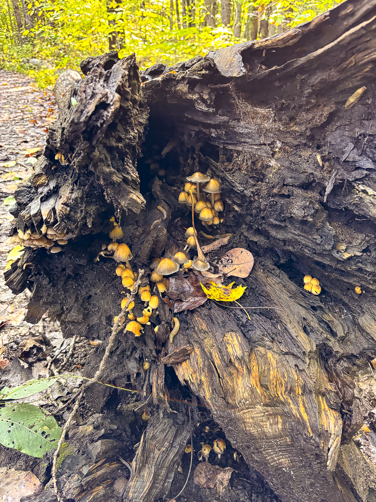 Mushrooms on Oak Hill Trail